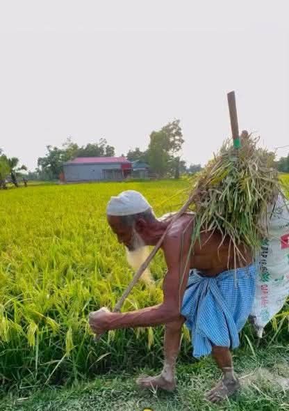 আষাঢ় মাস, তোষা পাট ও মোকসেদ দাদা
